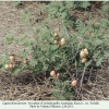 lachides galba azerbaijan hostplant2